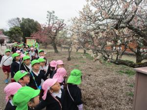 梅を見ているところ