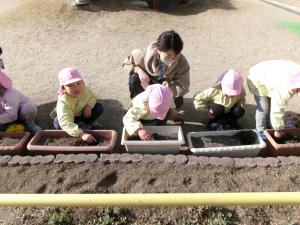 花植え　さくら２