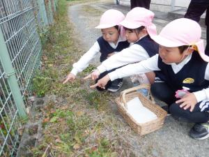 佐保幼　つくし