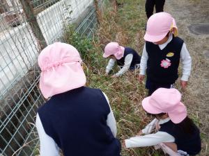 佐保幼　つくし３