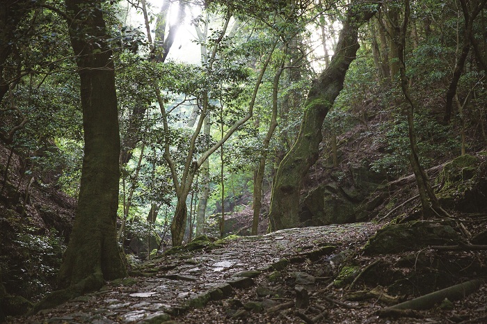 柳生街道の写真