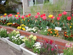 佐保幼　チューリップ