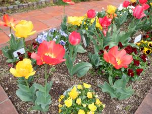 佐保幼　チューリップ２