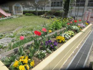 園庭のチューリップ