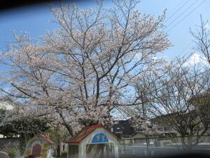 園庭の桜