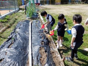 佐保幼　オクラの種まき