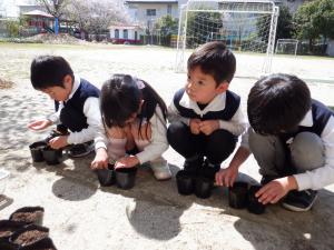 佐保幼　マリーゴールドの種まき