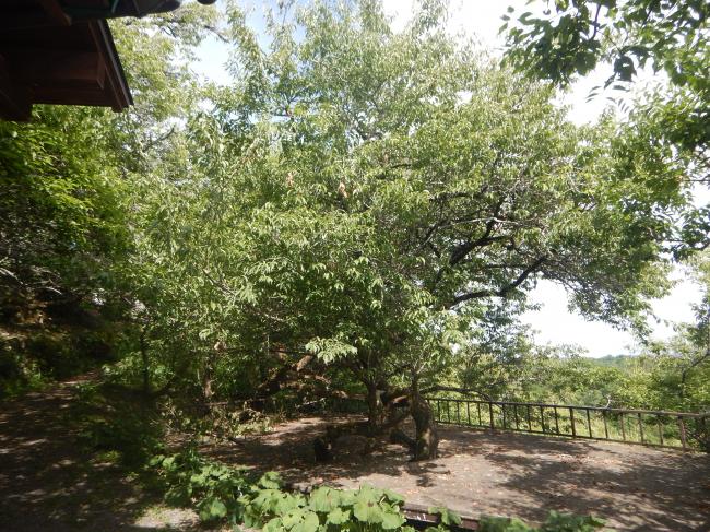 月ヶ瀬尾山のウメの古木