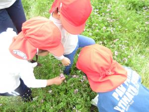 ばら組　レンゲを見つけました