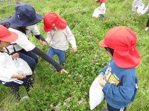 テントウムシを見つけました