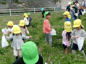 ひまわり組　レンゲを見つけました