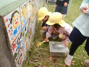 ダンゴムシ探し