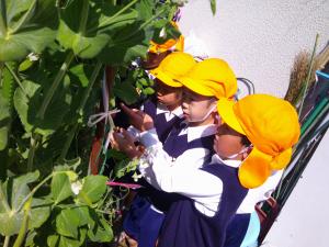 すなっぷえんどう