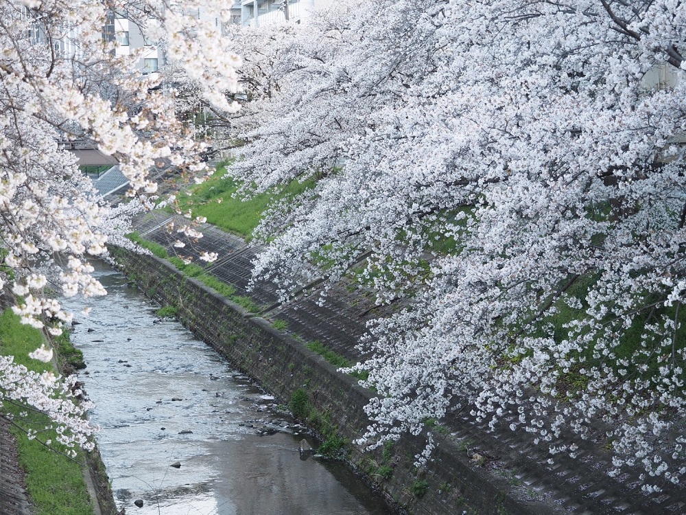 佐保川の桜１　季節、くらしの風景
