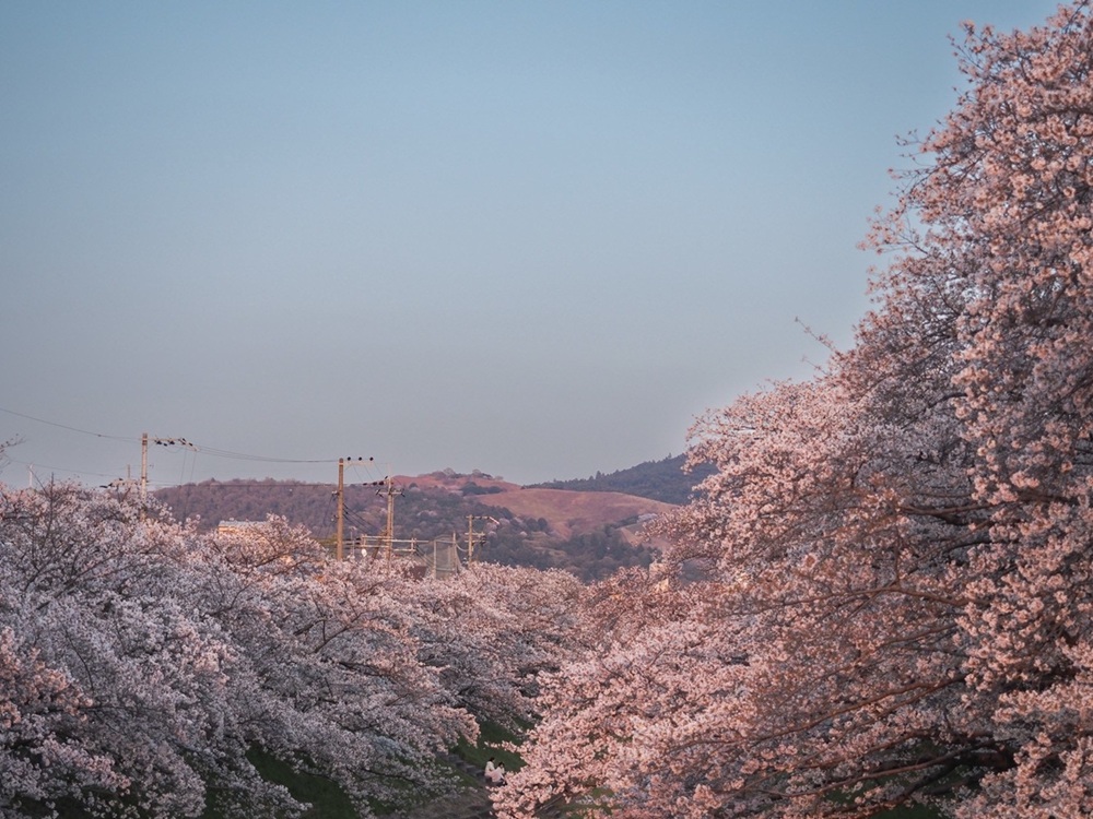 佐保川の桜３　季節、くらしの風景