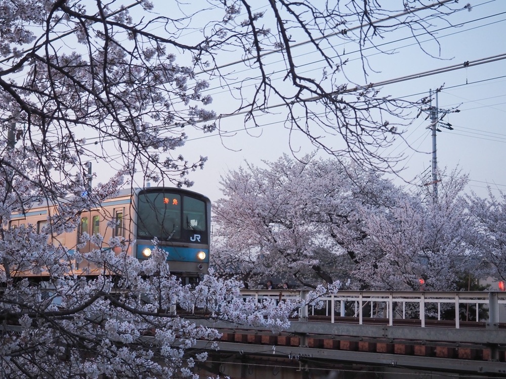 佐保川の桜４　季節、くらしの風景