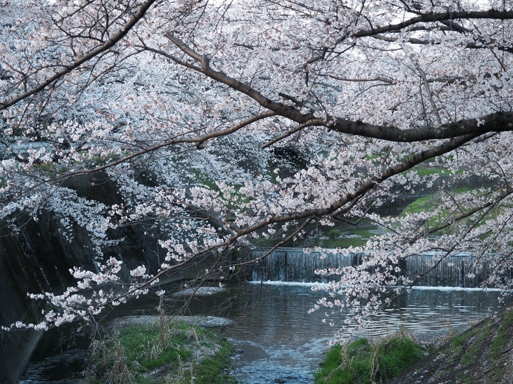 佐保川の桜５　季節、くらしの風景