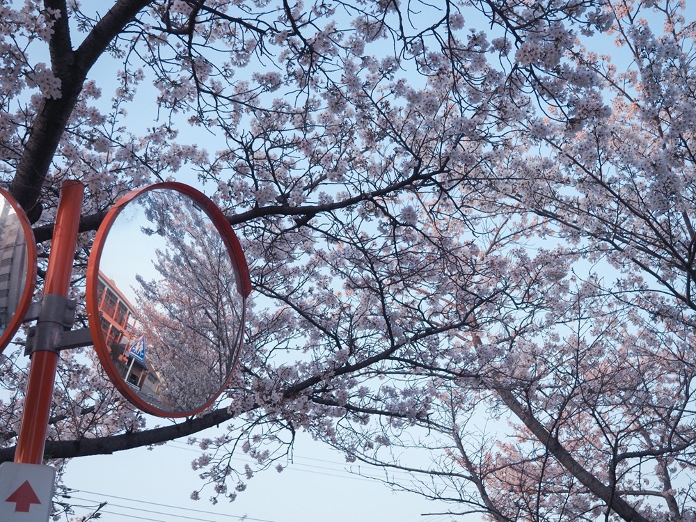 佐保川の桜７　季節、くらしの風景