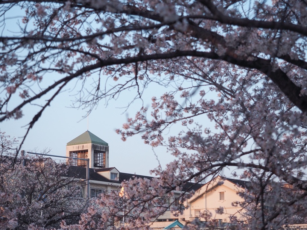 佐保川の桜８　季節、くらしの風景