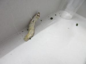 糸が出てきたよ