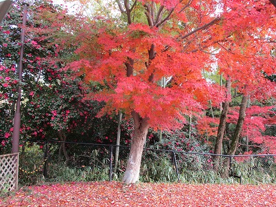 紅葉