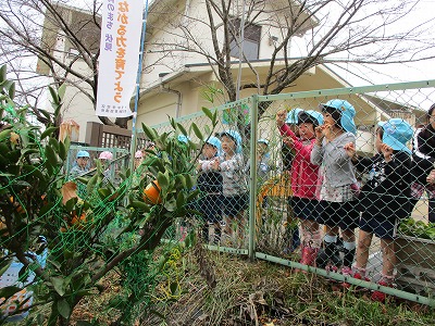 みかん狩りを見る子ども達