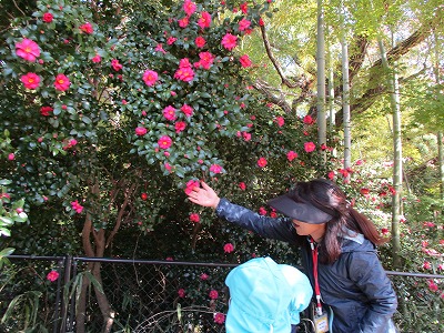 サザンカの花