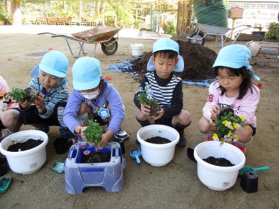 苗植え