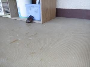 佐保幼稚園　亀吉　足跡2