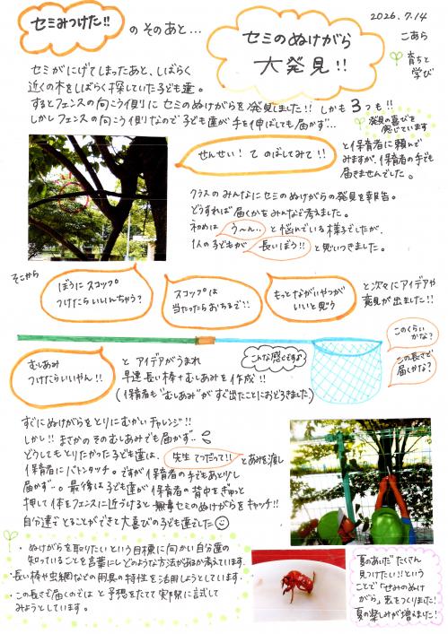 セミみつけた!・・・のそのあと