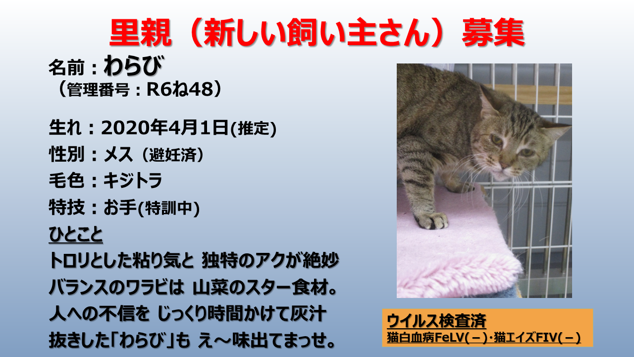 わらび