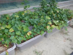 佐保幼　8月サツマイモ