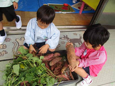 掘ったサツマイモを眺めるほし組の子ども達