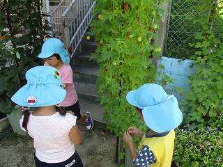 フウセンカズラの種取りの子ども達ほし組