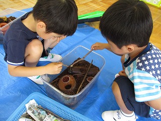 カブトムシと