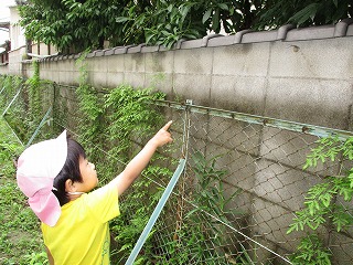 カタツムリ発見