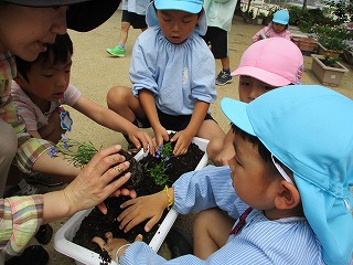 花の苗を植える