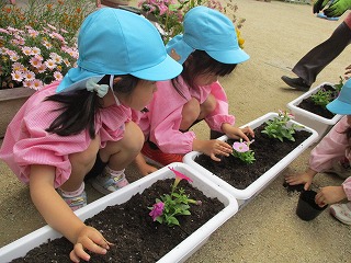 花植え