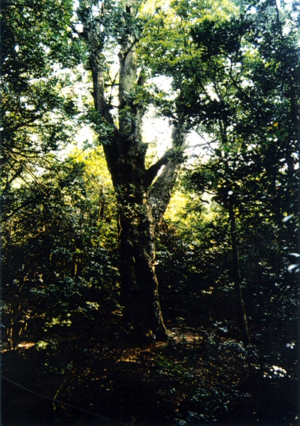春日大社境内のナギ巨樹
