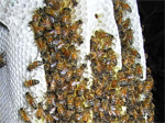 ミツバチ巣の画像