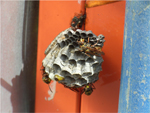 アシナガバチ巣の画像