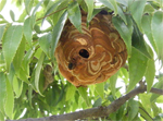 その他スズメバチ類の巣の画像
