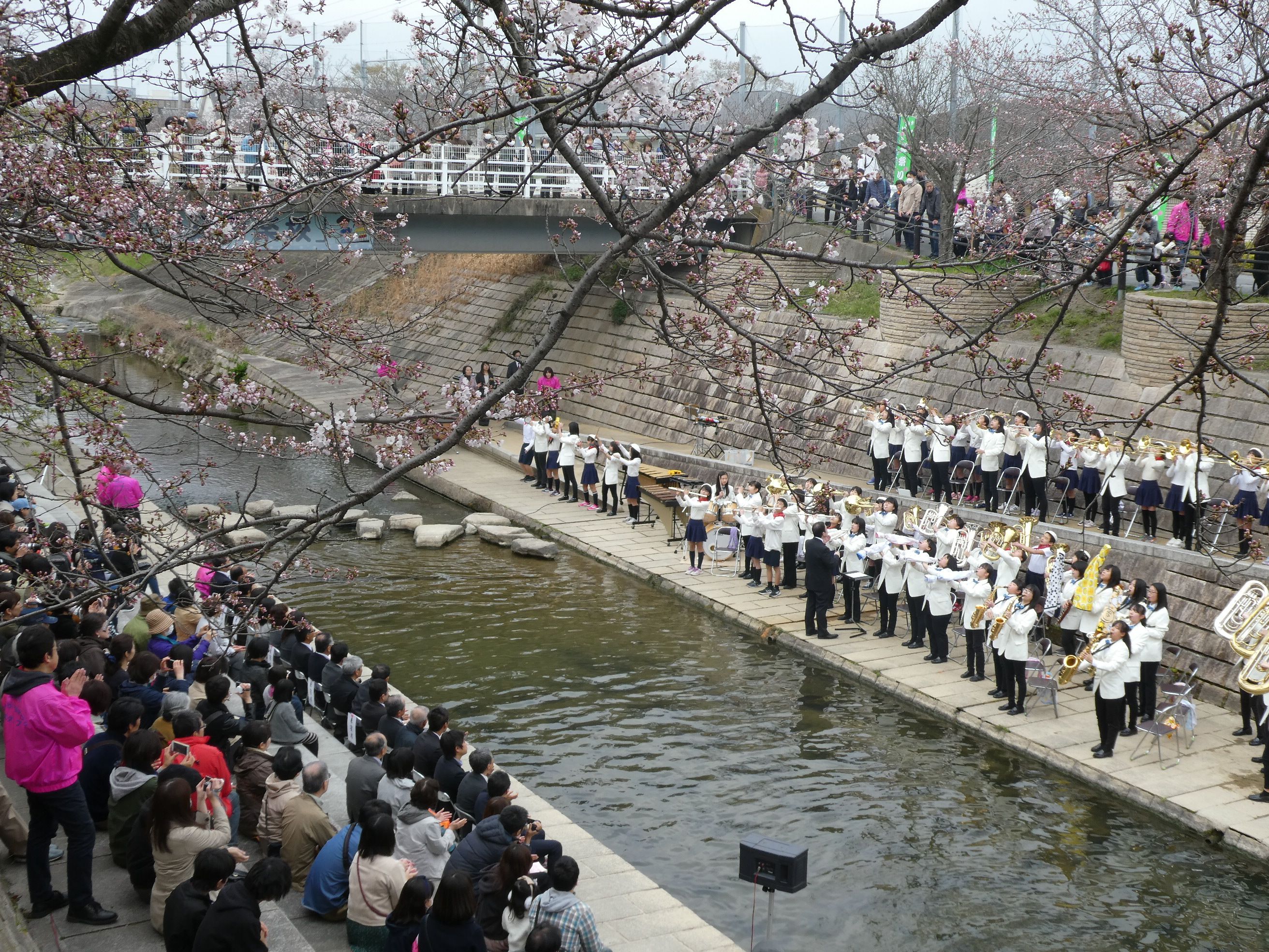 第17回佐保川わいわい桜祭りの画像