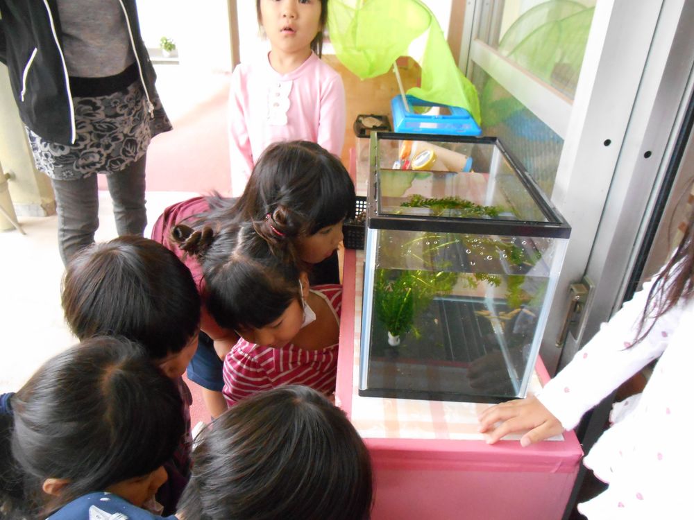 5月9日（水曜日）「メダカさん、こんにちは。よろしくね！」の画像2