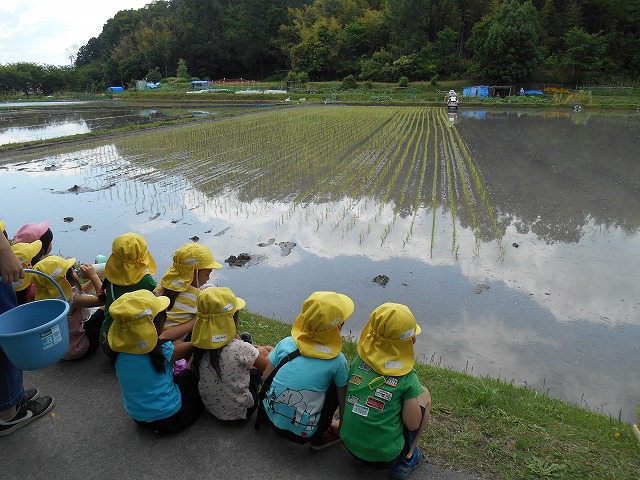 6月1日（金曜日）「お米の赤ちゃんたちってどうやって植えるの？」の画像1