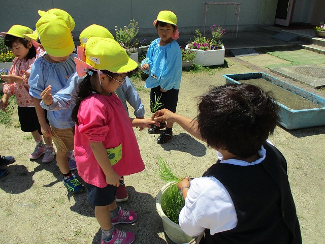 6月4日（月曜日）「田植えをしよう！」の画像1