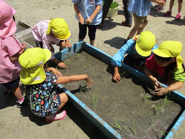 6月4日（月曜日）「田植えをしよう！」の画像2
