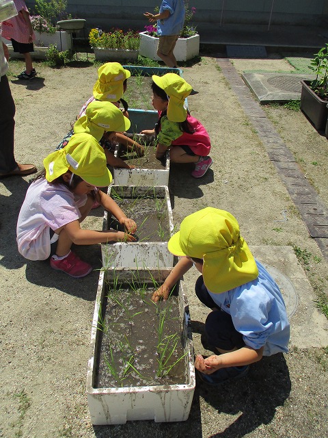 6月4日（月曜日）「田植えをしよう！」の画像3