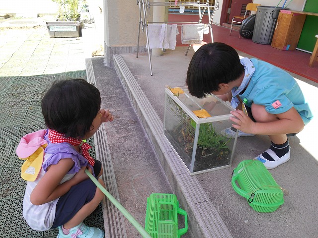 9月3日（月曜日）始業式「久しぶりの幼稚園、何かいるのかな？」の画像3