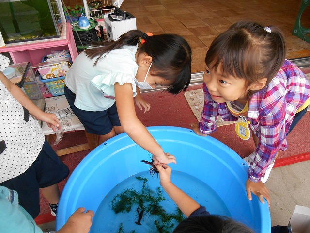 9月26日（水曜日）「ザリガニがやってきた！どうやって触るの？おうちも作ろう！」の画像1